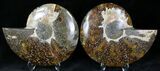 Polished Ammonite Pair - Million Years #22231-1